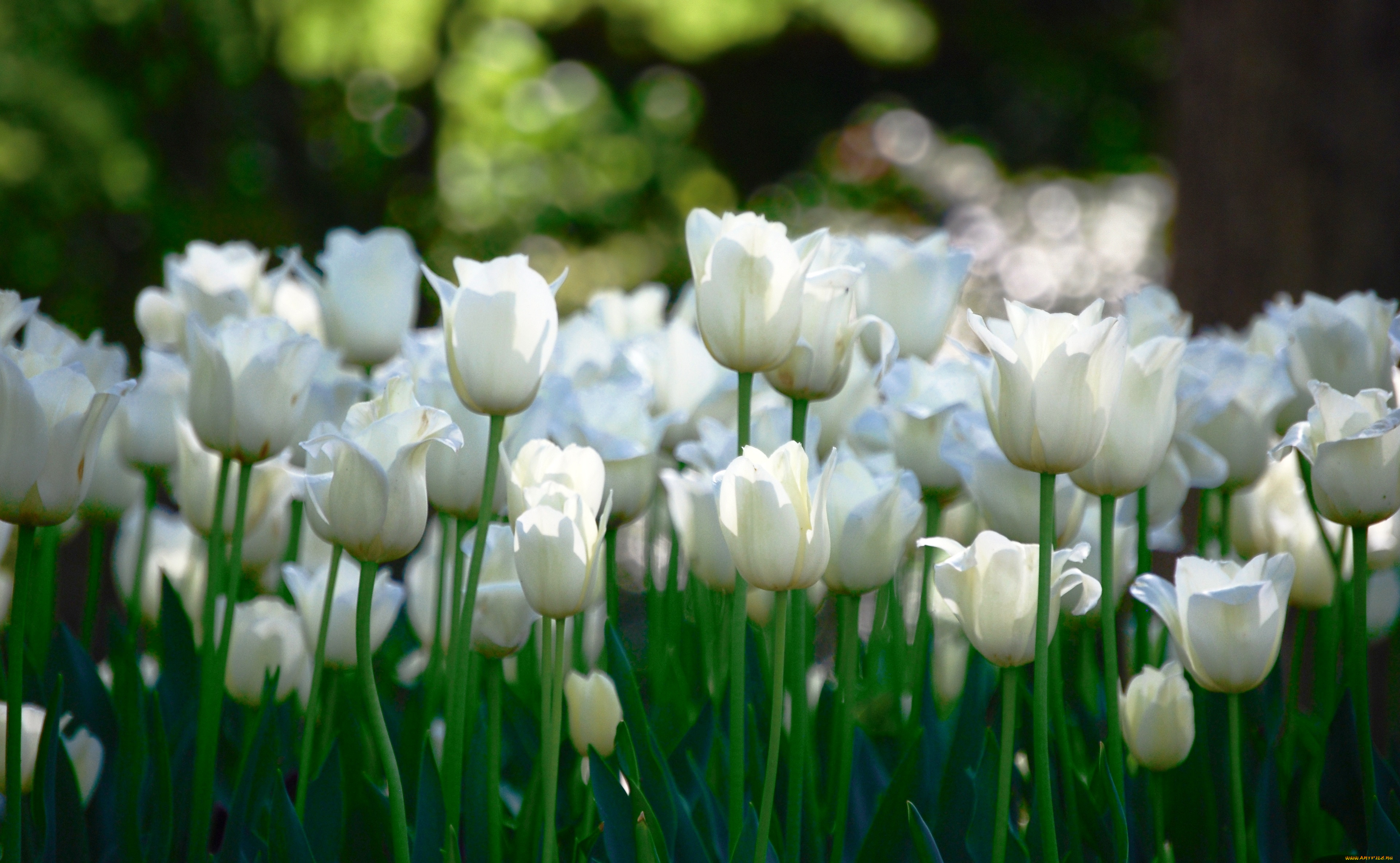 Белые цветы в природе